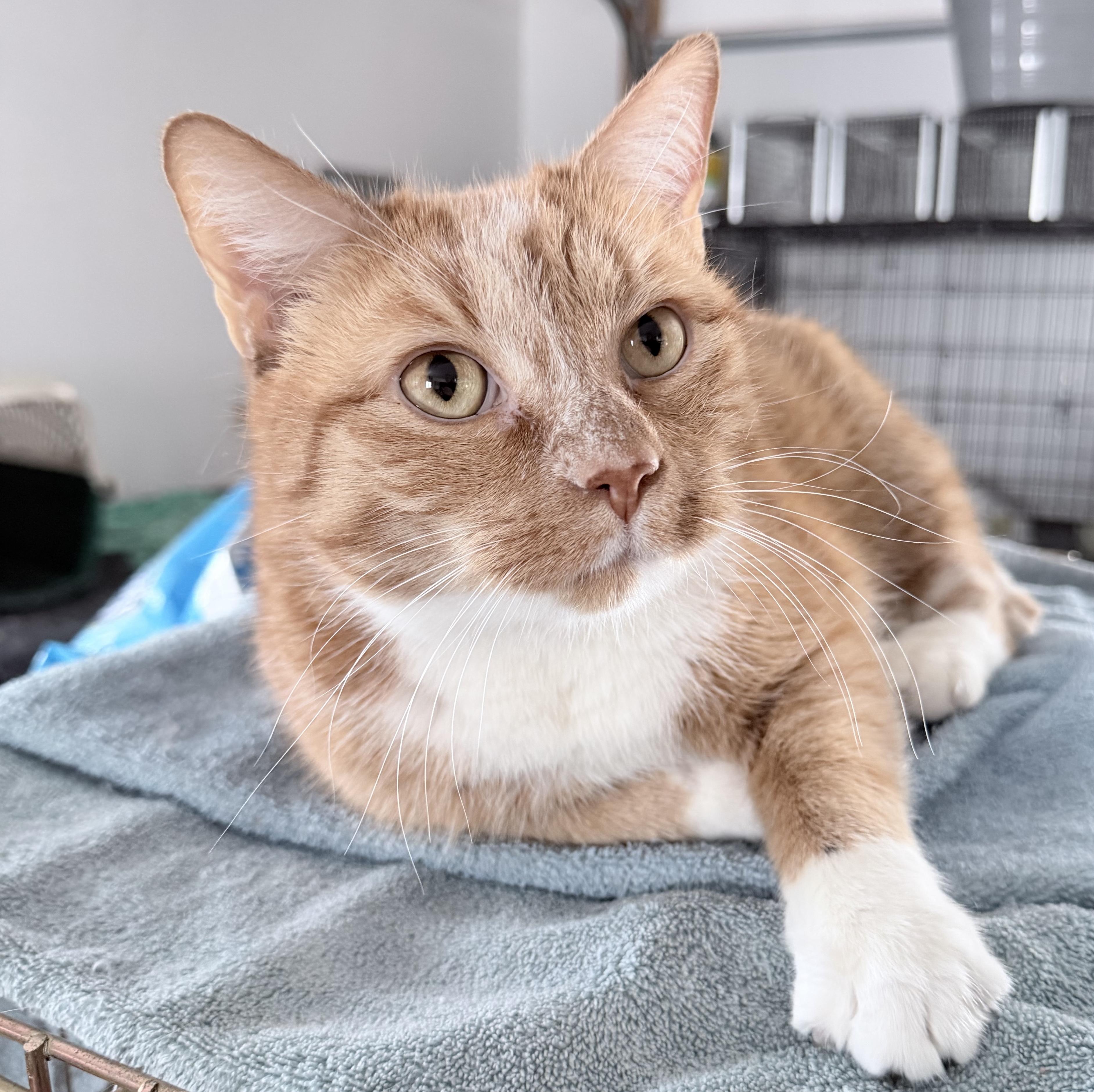 Enlarge Kai, a ADOPTABLE Domestic Short Hair in Rochester, MN image 1/1