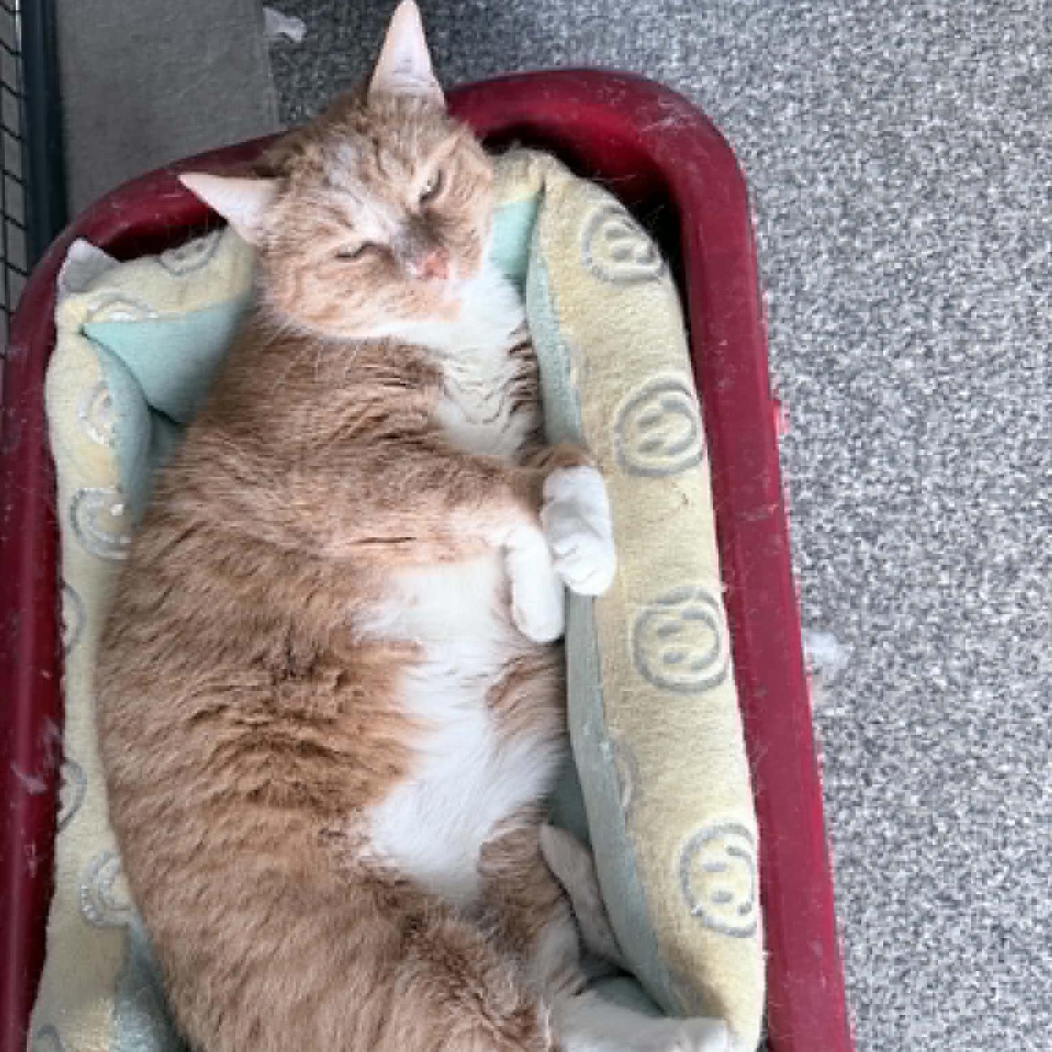 Enlarge Kai, a ADOPTABLE Domestic Short Hair in Rochester, MN image 2/2
