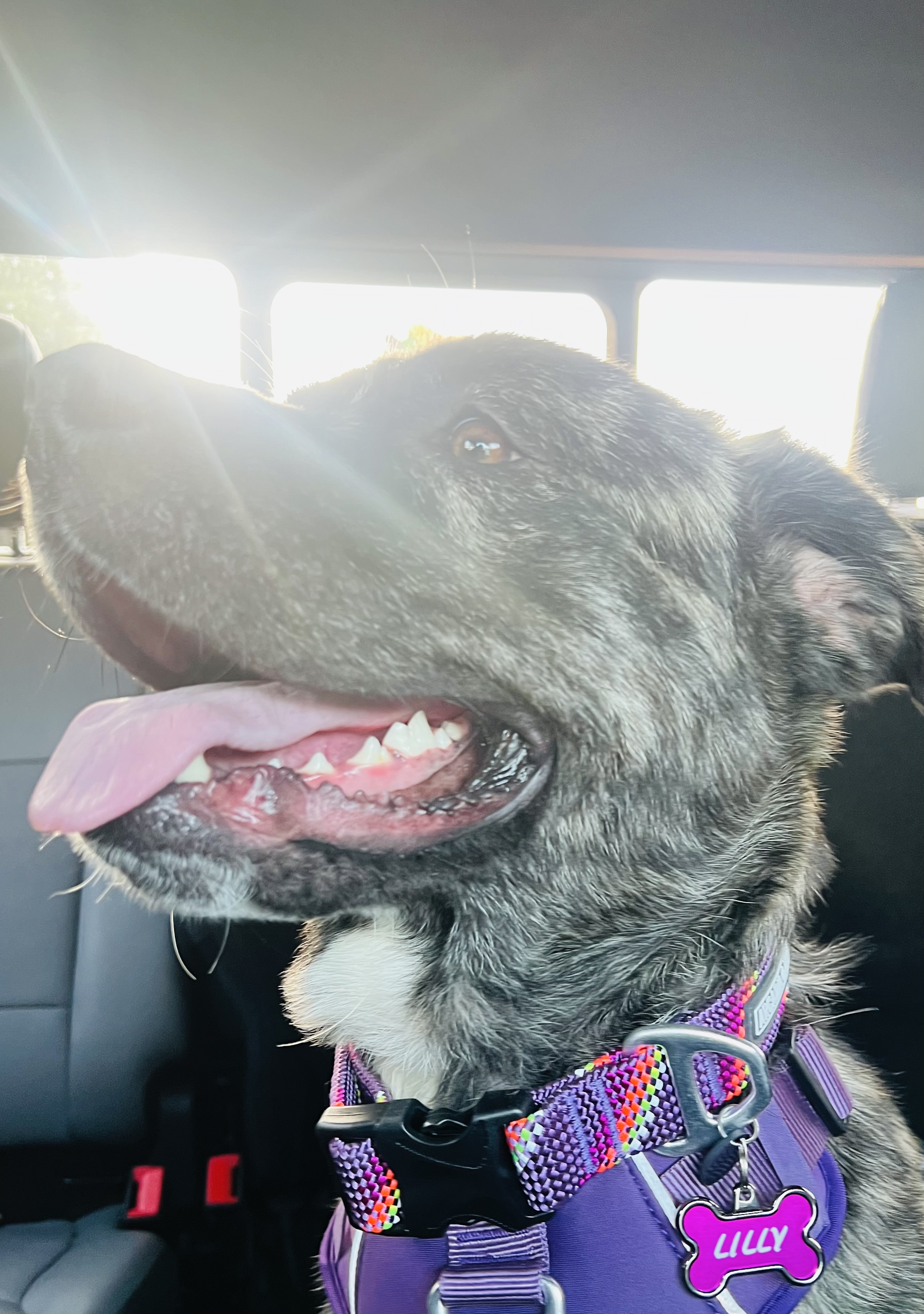 Enlarge Lilly, a Adoptable mixed breed in San Juan Capistrano, CA image 2/2