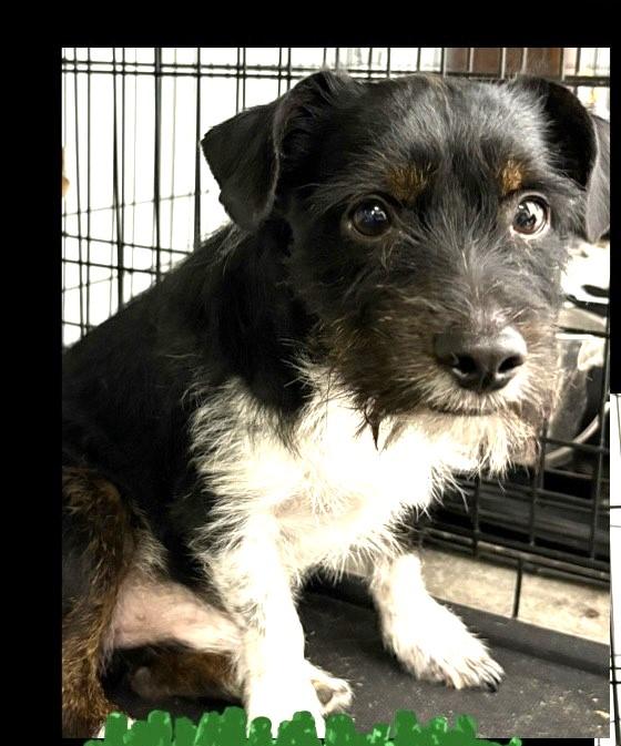 ARLO, ADOPTABLE, Adult Male Shih Tzu & Terrier.