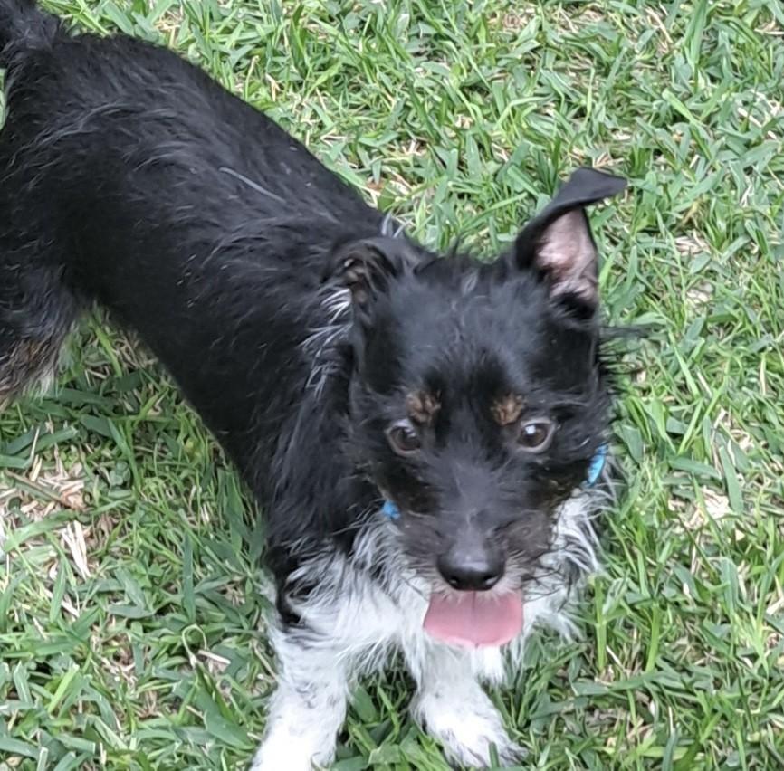 Enlarge ARLO, a ADOPTABLE mixed breed in fort worth, TX image 6/6