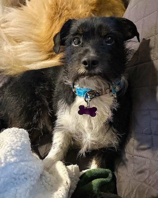 ARLO, ADOPTABLE, Adult Male Shih Tzu & Terrier.
