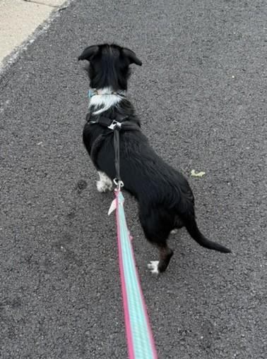 Enlarge ARLO, a ADOPTABLE mixed breed in fort worth, TX image 3/6