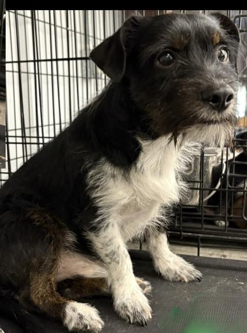 Enlarge ARLO, a ADOPTABLE mixed breed in fort worth, TX image 2/6