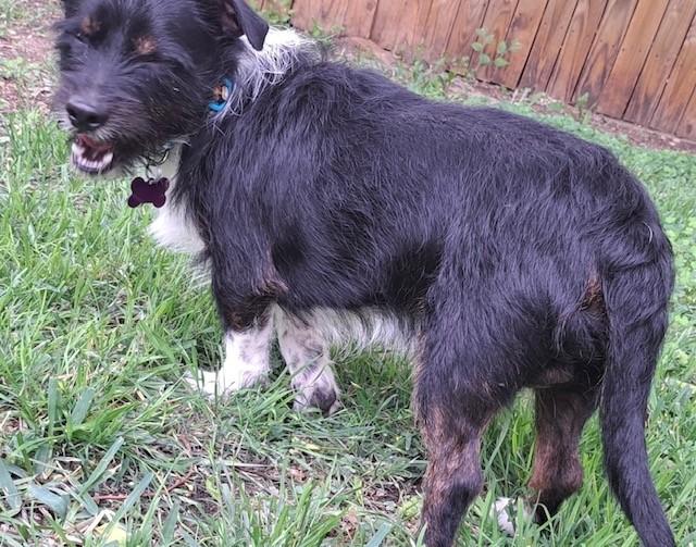 Enlarge ARLO, a ADOPTABLE mixed breed in fort worth, TX image 4/6