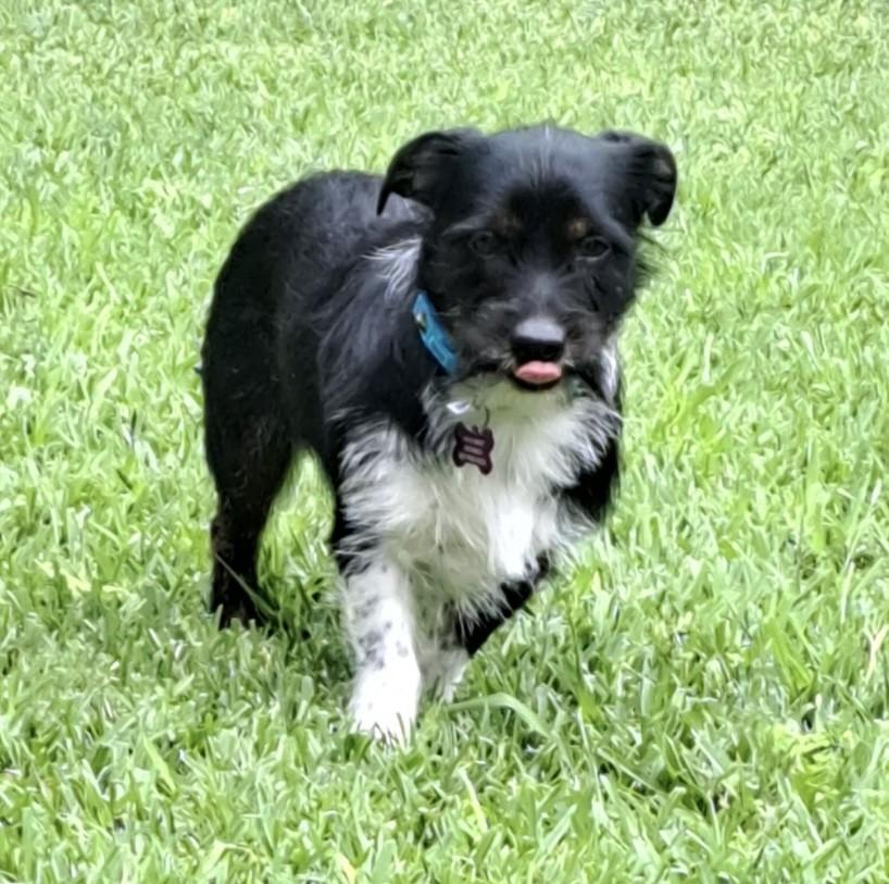 Enlarge ARLO, a ADOPTABLE mixed breed in fort worth, TX image 5/6