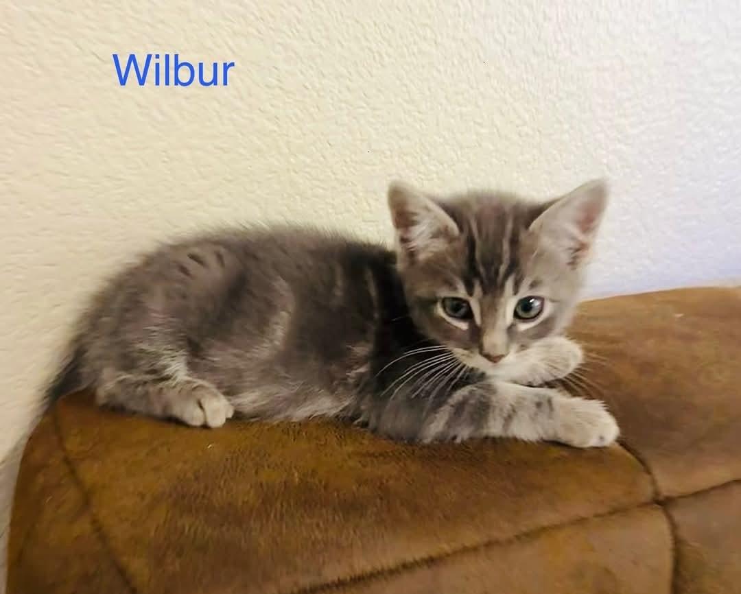 Wilber, adopted, Kitten Male Domestic Short Hair.