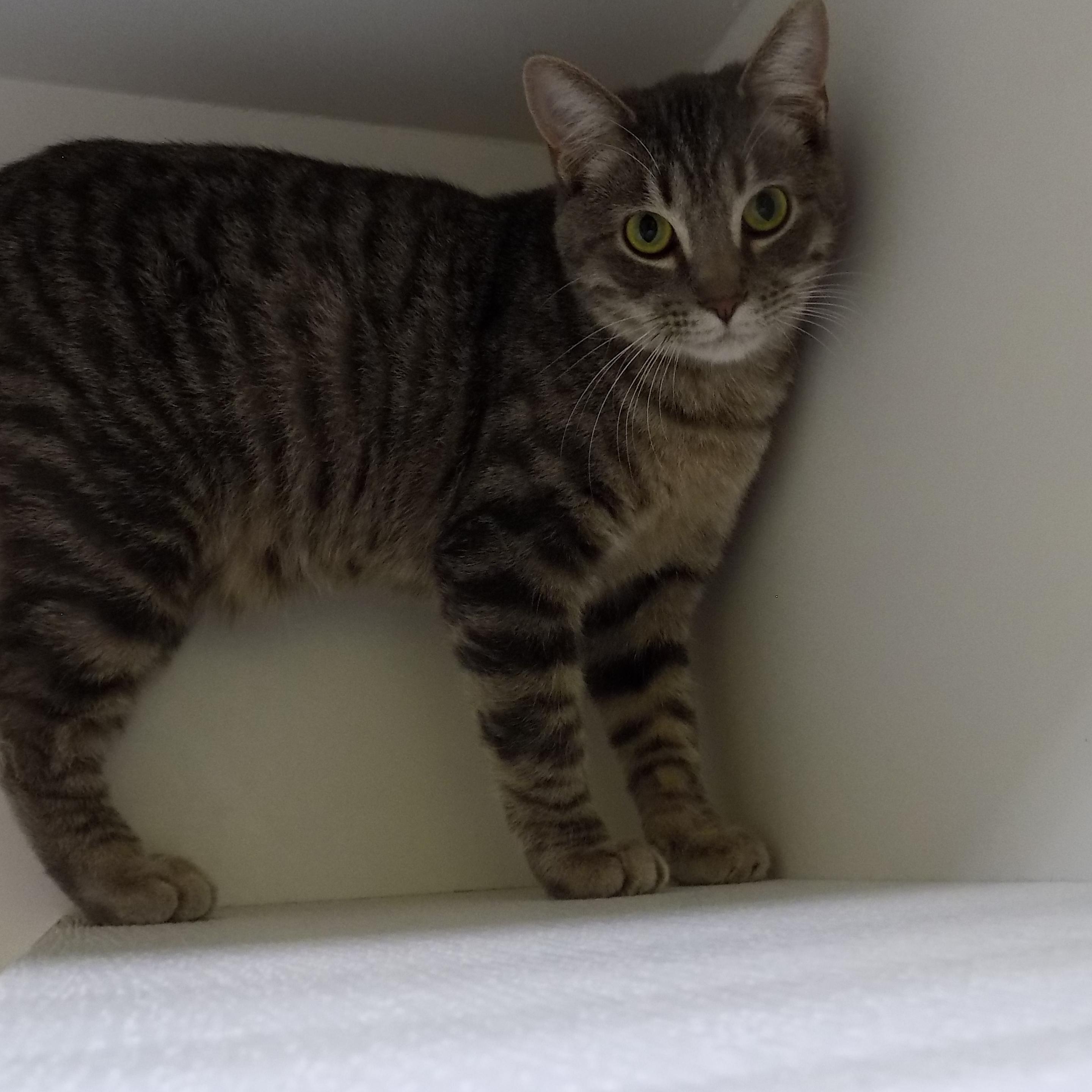 Russell, ADOPTABLE, Young Male Domestic Short Hair.
