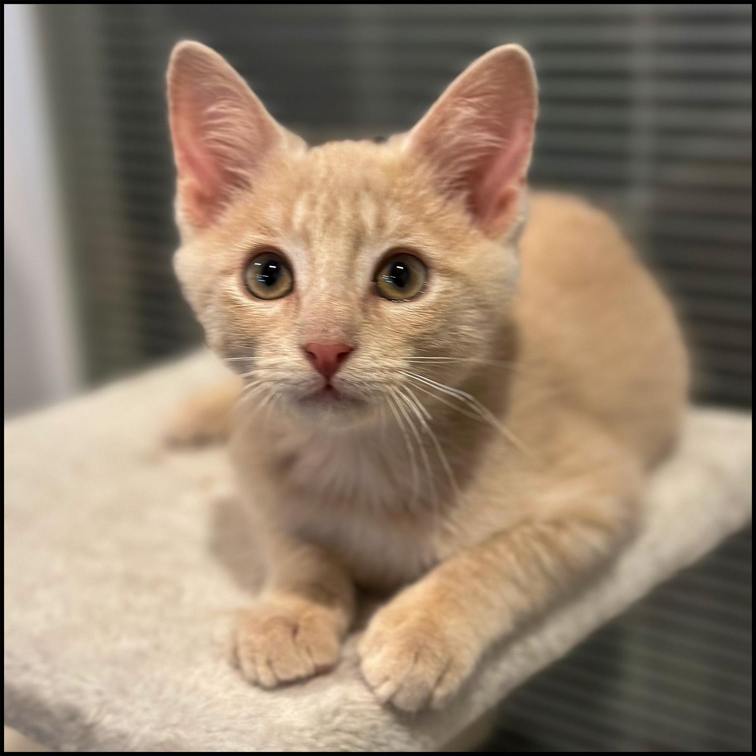 Phil, adopted, Young Male Domestic Medium Hair.