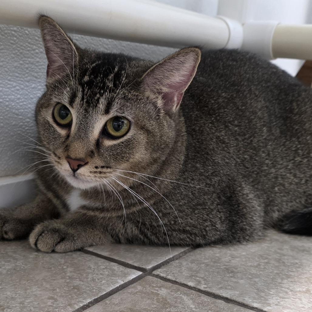 Cake Pop 26-0182, Adoptable, Adult Female Domestic Medium Hair.