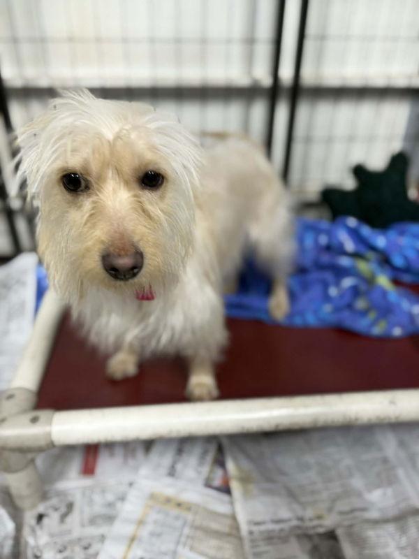 Willow Ava, Adoptable, Young Female Cairn Terrier & Dachshund.