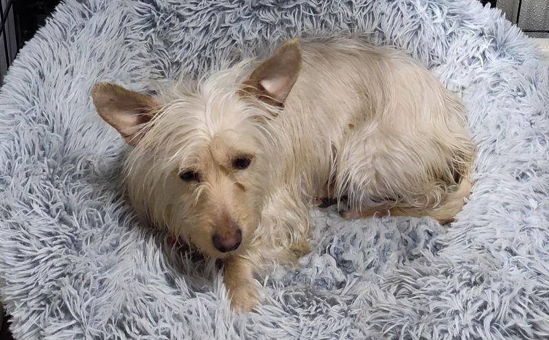 Enlarge Willow Ava, a Adoptable mixed breed in Mukwonago, WI image 2/3