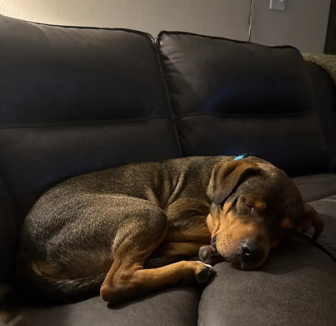 Enlarge Kiko, a ADOPTABLE mixed breed in Polk, OH image 4/4