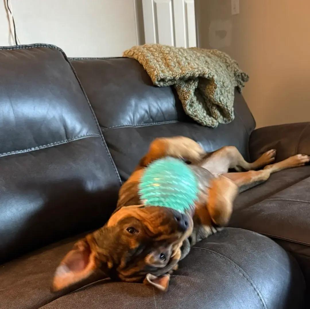 Enlarge Kiko, a ADOPTABLE mixed breed in Polk, OH image 2/4