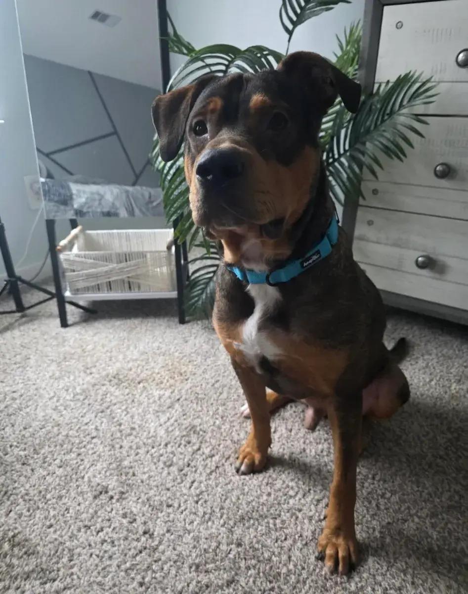 Enlarge Kiko, a ADOPTABLE mixed breed in Polk, OH image 3/4