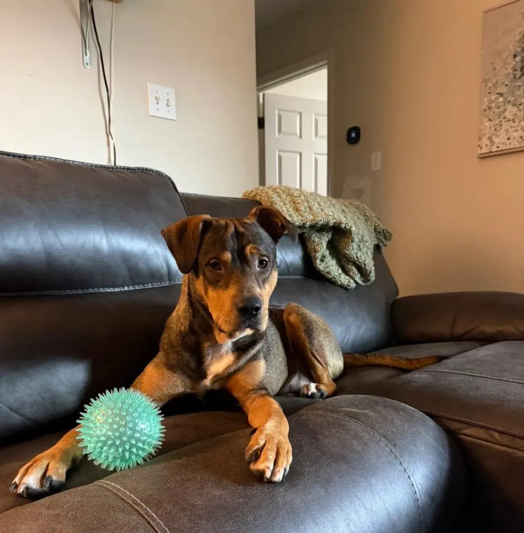 Kiko, ADOPTABLE, Young Male Rottweiler.