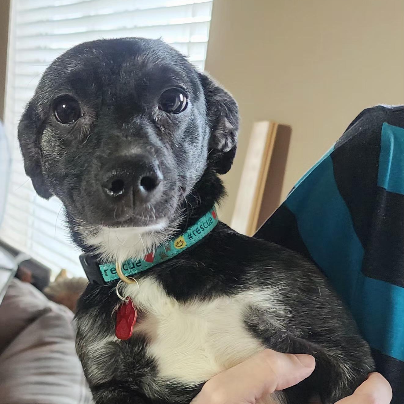 Benji, adoptable, Young Male Terrier.