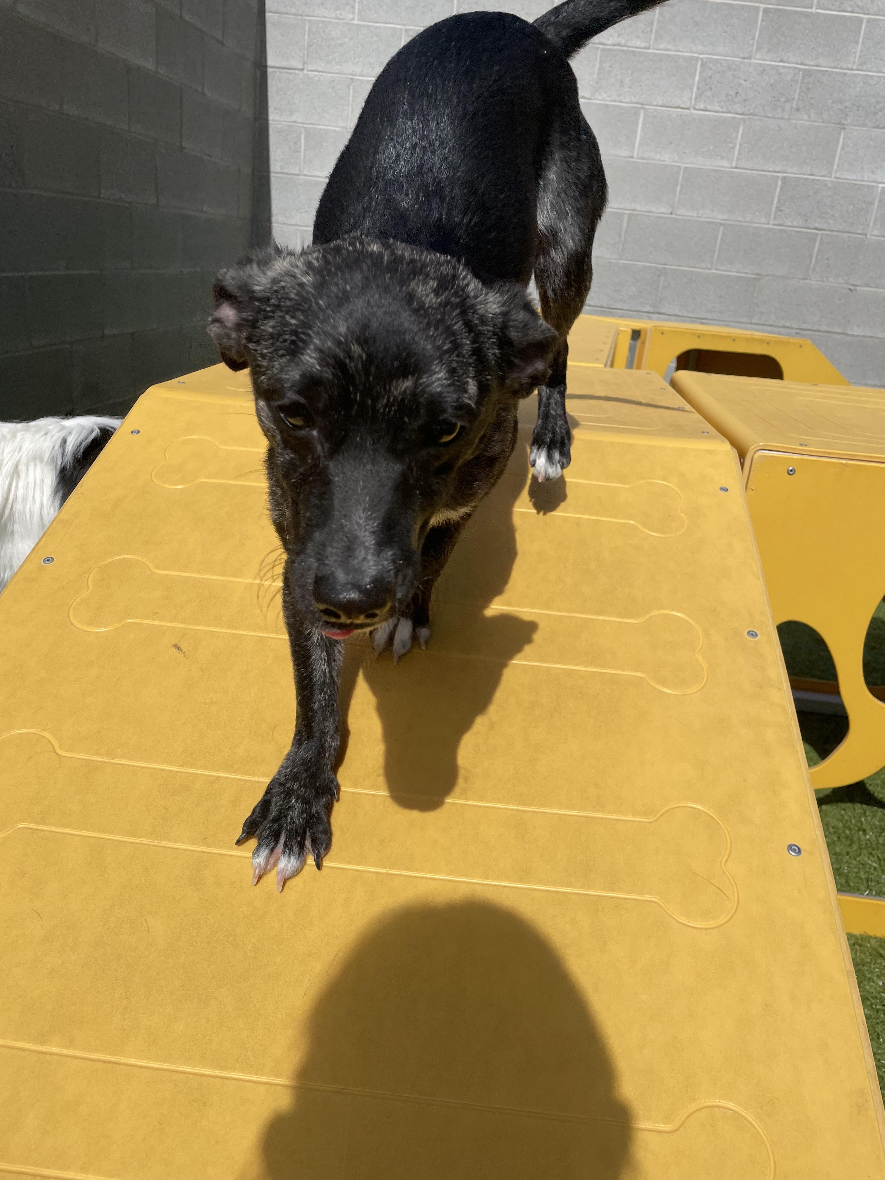 Enlarge Benji, an adoptable Terrier in West Valley, UT image 2/4