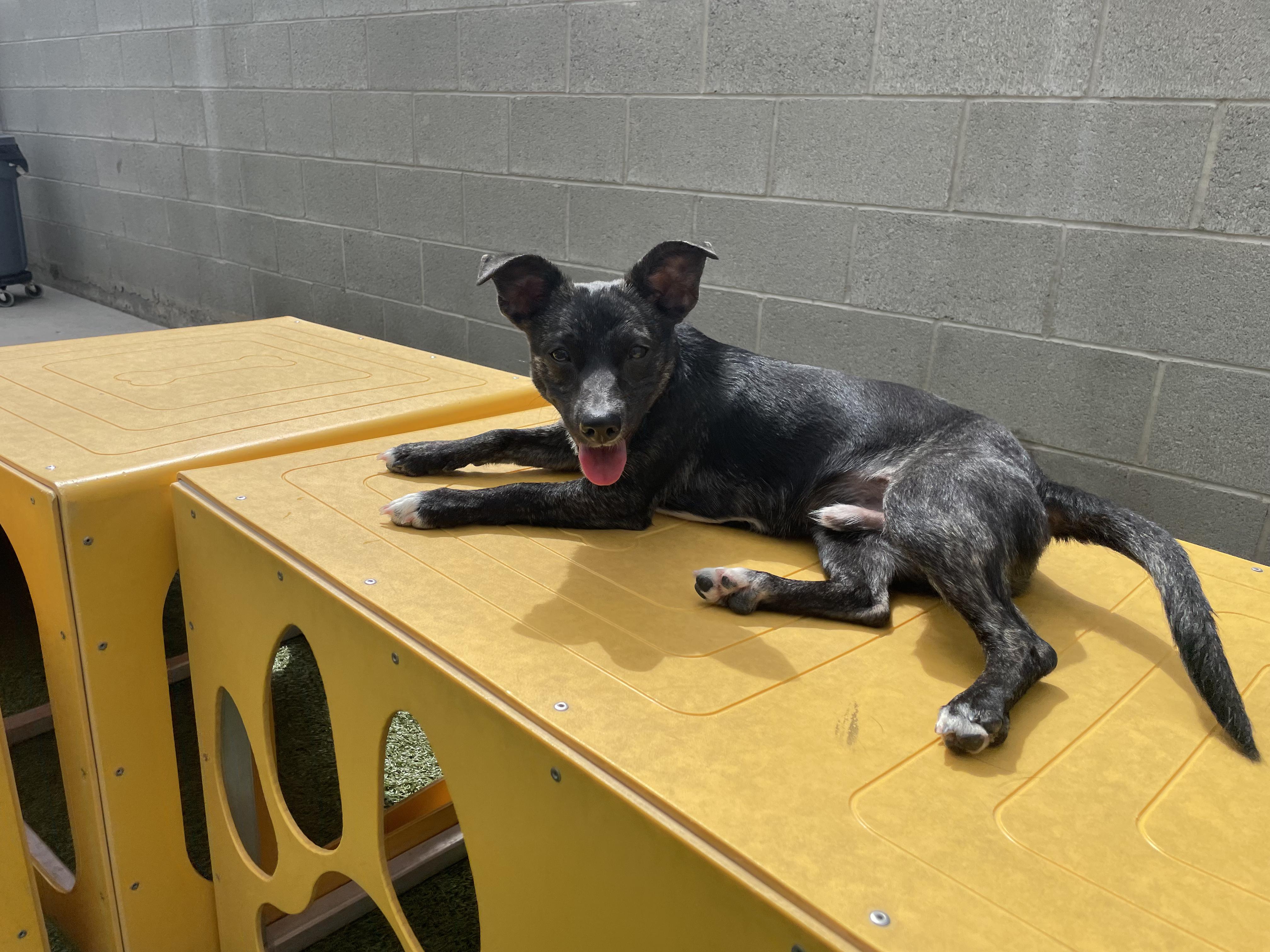 Enlarge Benji, an adoptable Terrier in West Valley, UT image 3/4