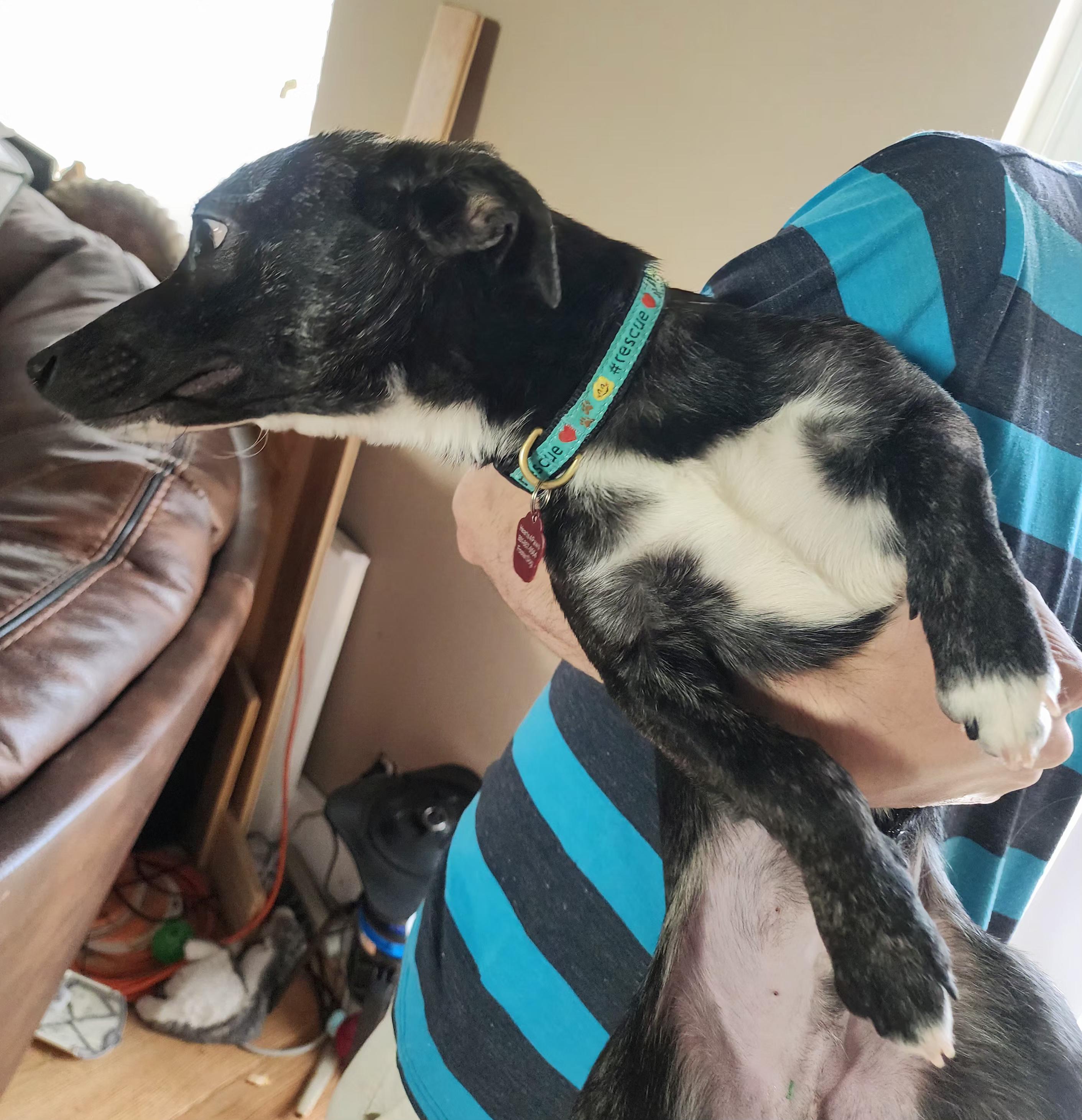 Enlarge Benji, an adoptable Terrier in West Valley, UT image 4/4