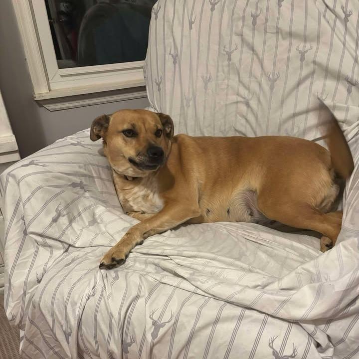 Euna, Adoptable, Adult Female Mixed Breed.