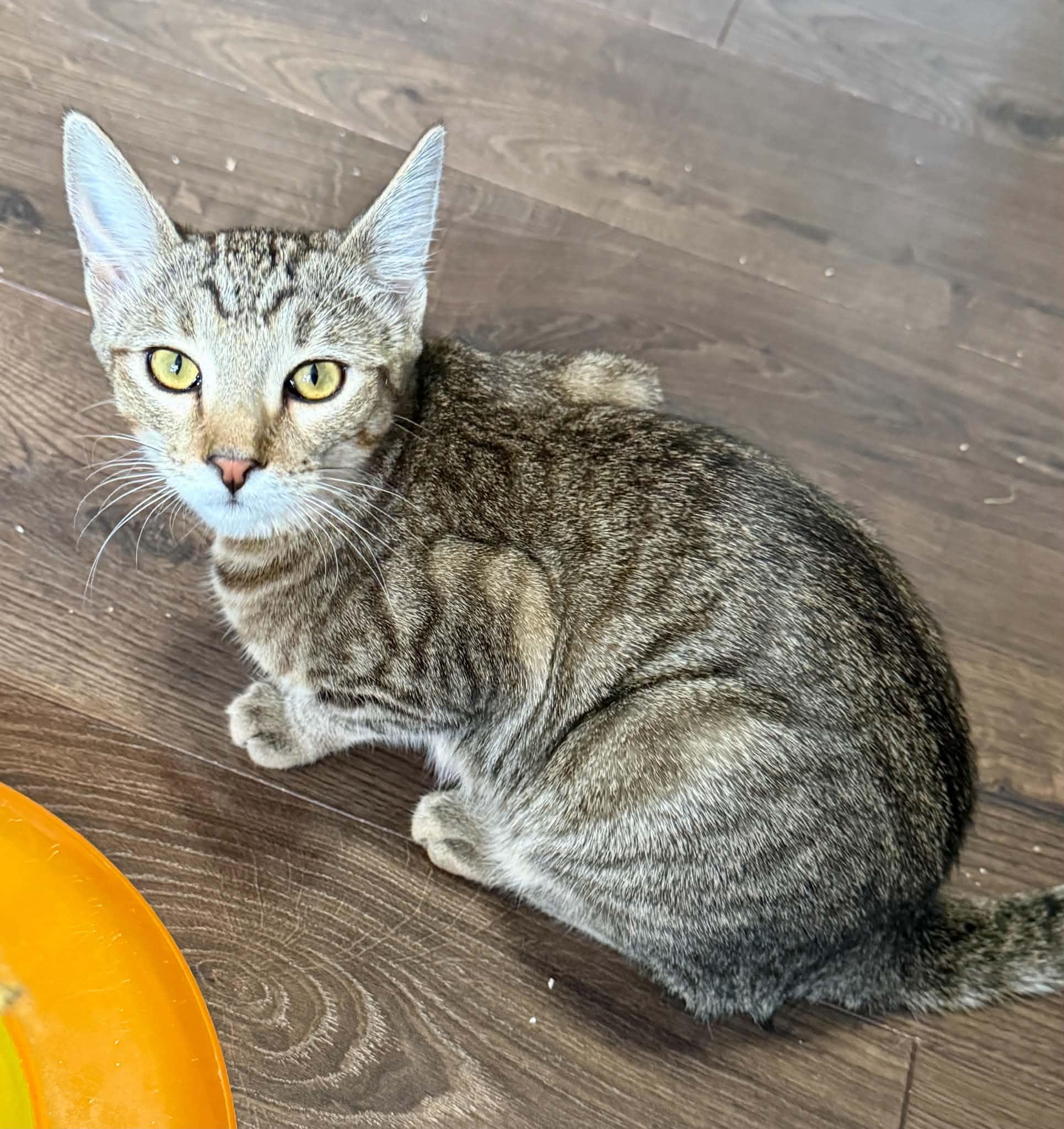 Enlarge Aspen, a Adoptable mixed breed in Tehachapi, CA image 2/5