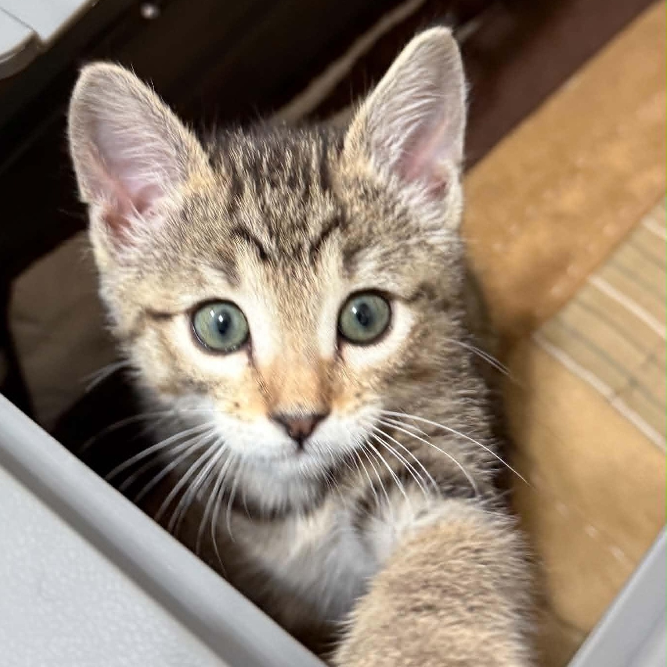 Enlarge Aspen, a Adoptable mixed breed in Tehachapi, CA image 5/5