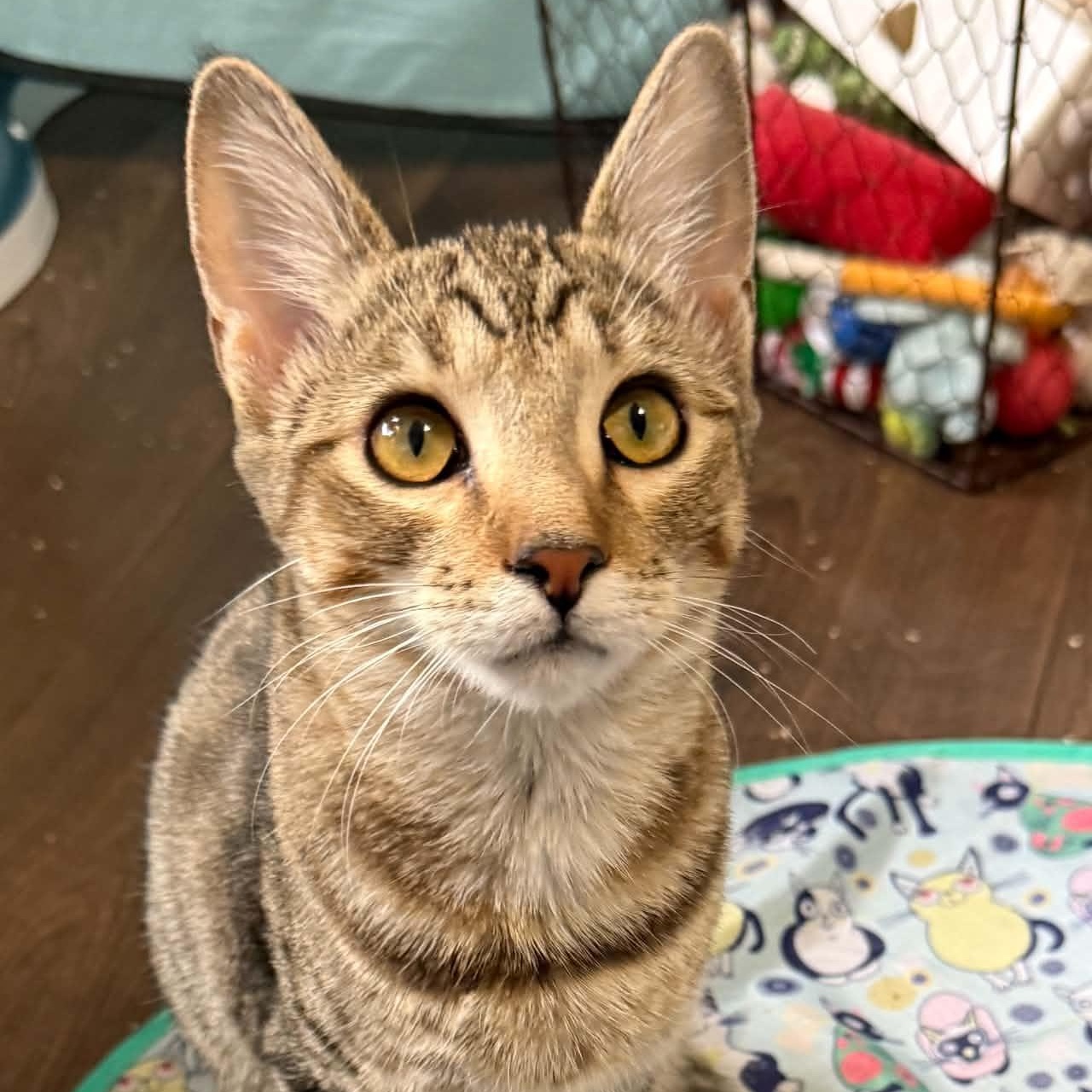 Aspen, Adoptable, Kitten Female Tabby & Domestic Short Hair.