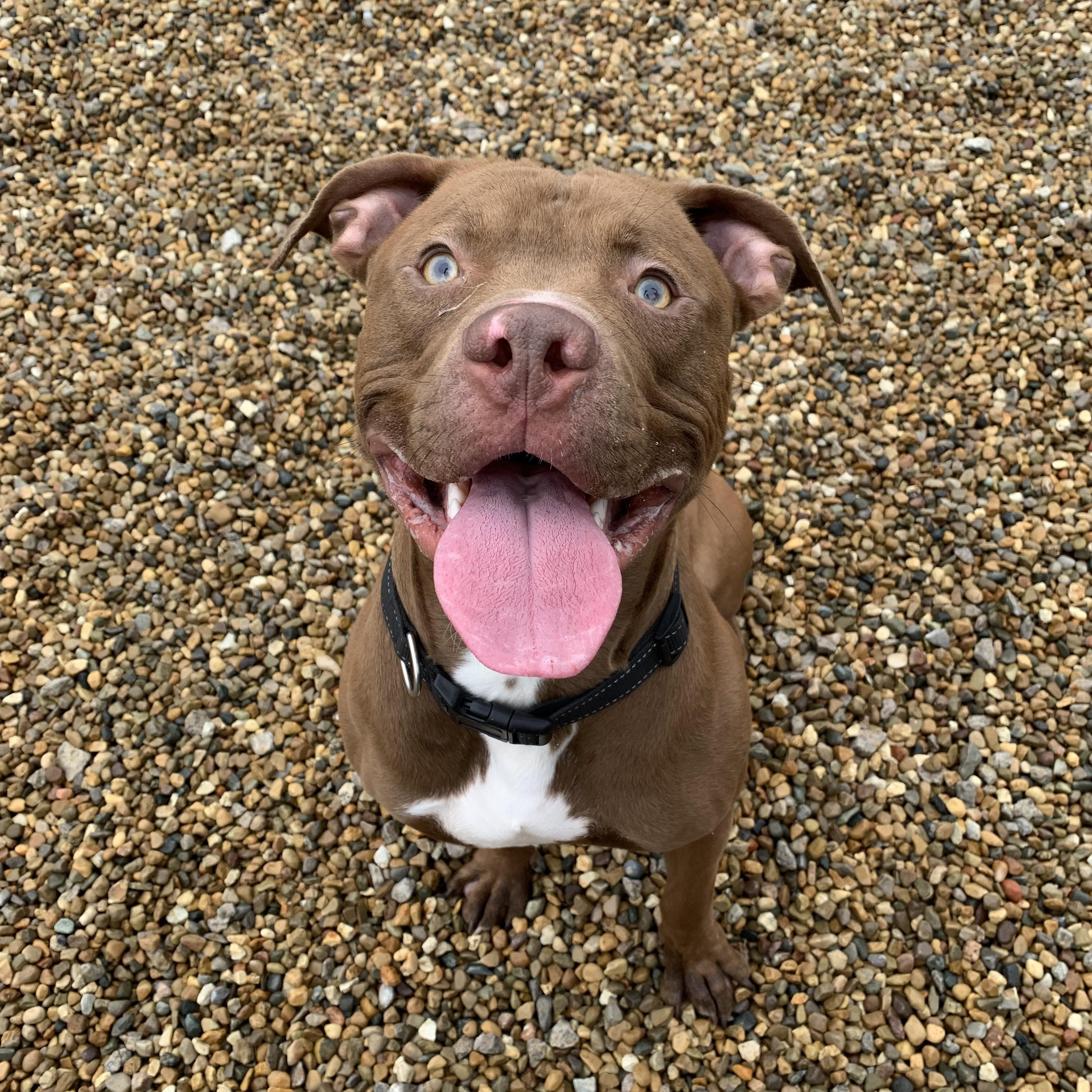 Jax, a Adoptable Bull Terrier in Lincoln, IL image 1/4