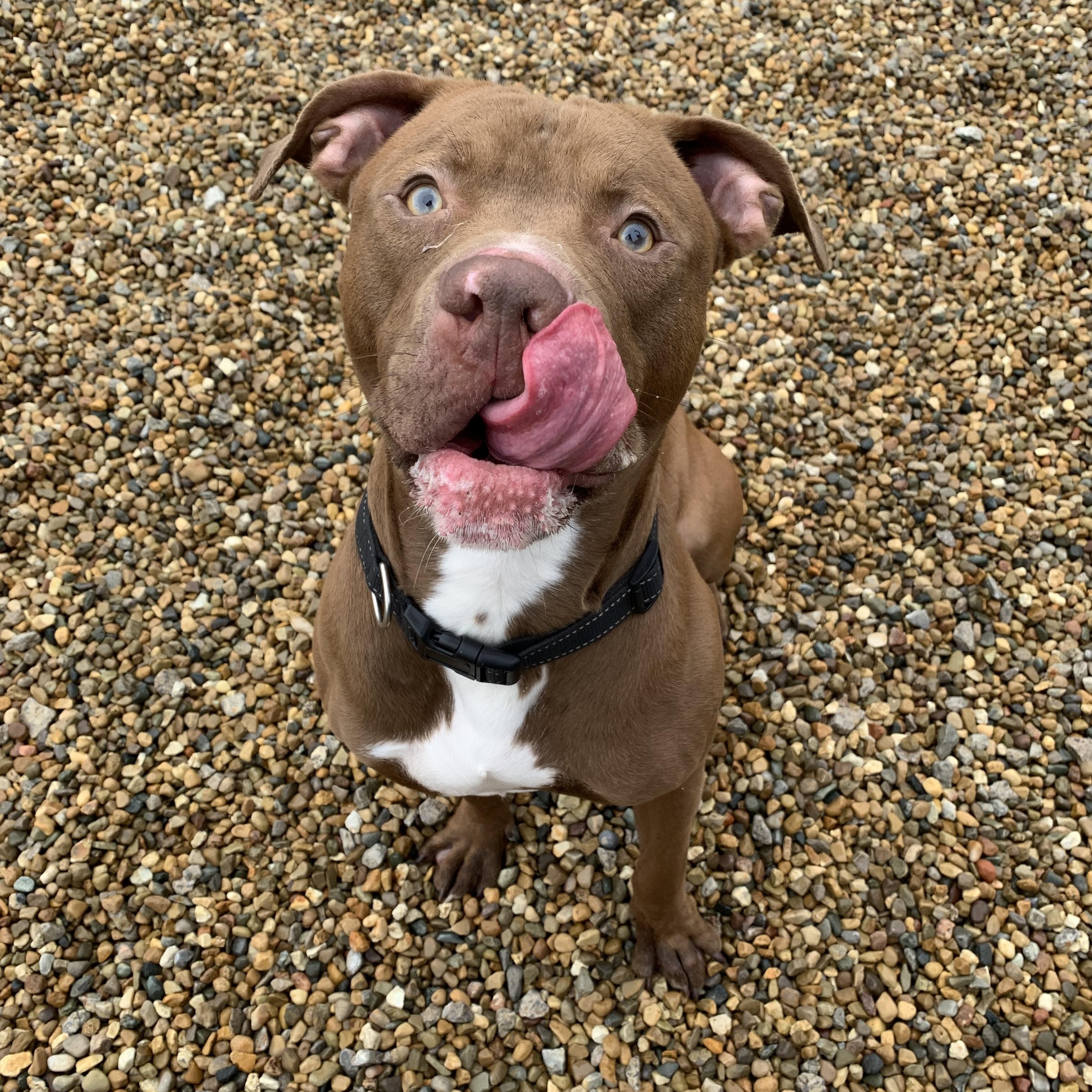 Jax, a Adoptable Bull Terrier in Lincoln, IL image 3/4