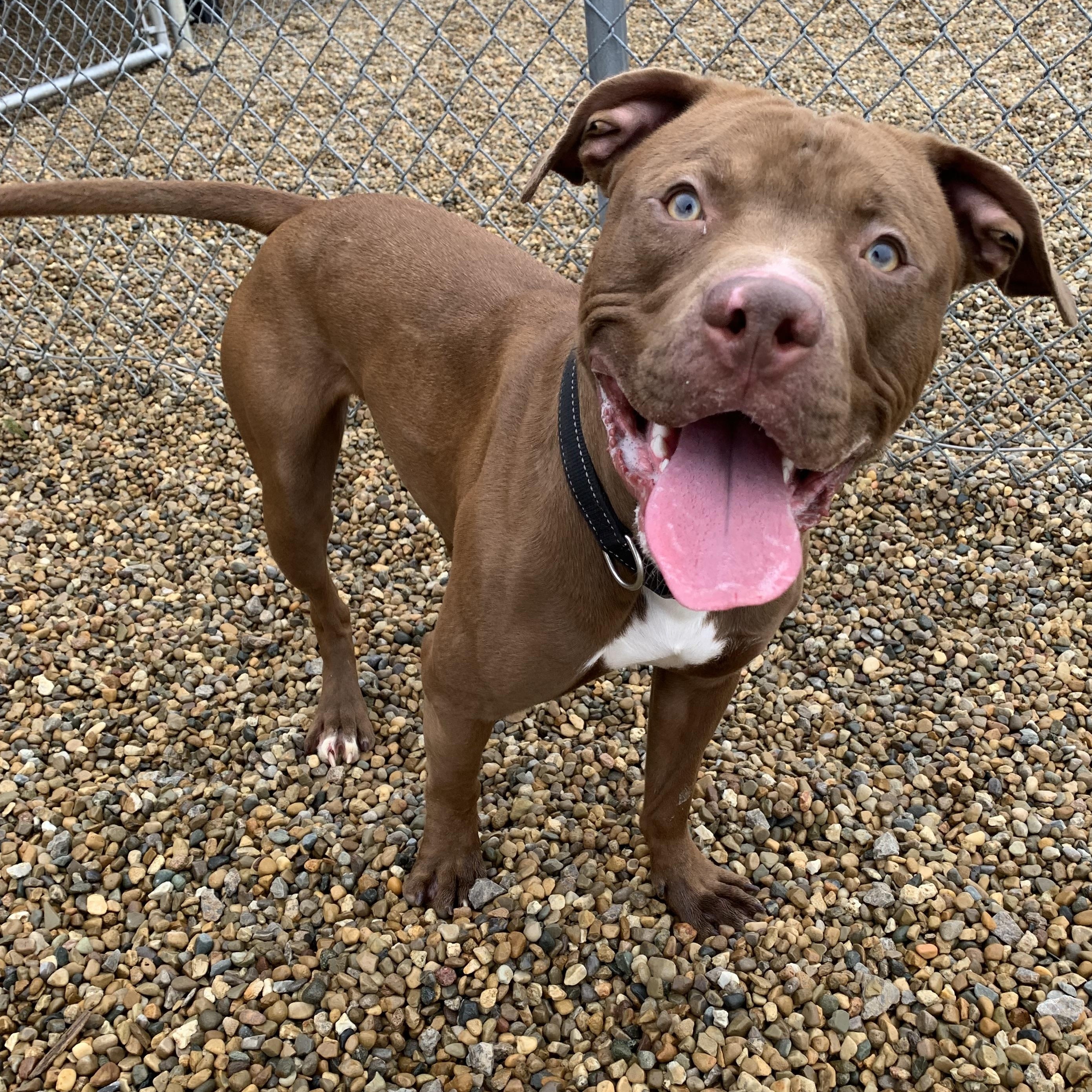 Jax, a Adoptable Bull Terrier in Lincoln, IL image 2/4