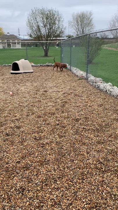 Enlarge Jax, a Adoptable Bull Terrier in Lincoln, IL video 4/4