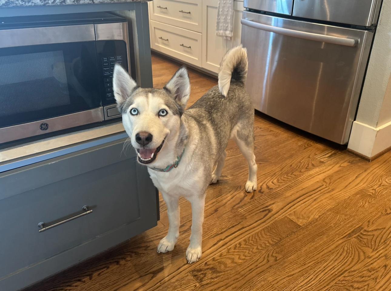 Britney, Adoptable, Young Female Husky.