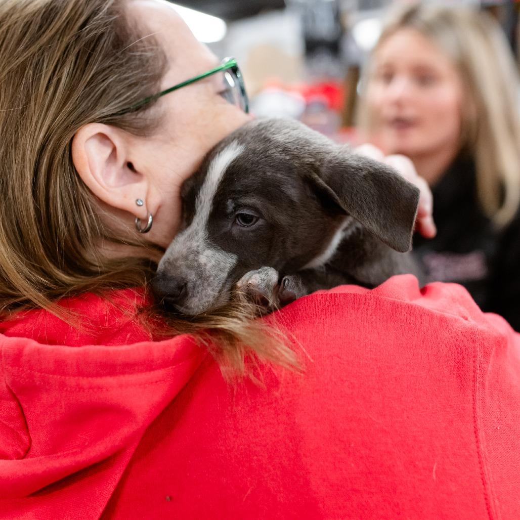 Truffle, Adoptable, Puppy Male Shepherd.