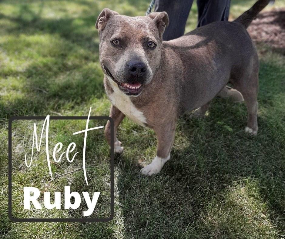Enlarge Ruby , a Adoptable mixed breed in Marion, IN image 1/1