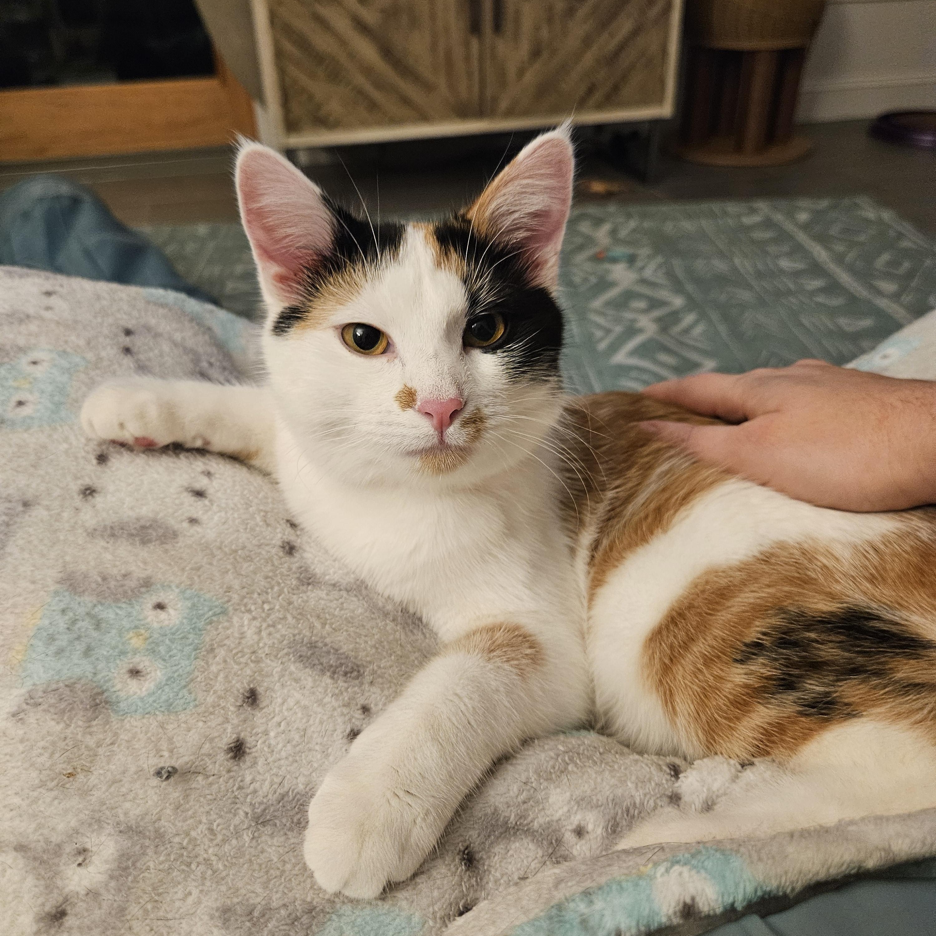 Olive, Adoptable, Kitten Female Domestic Short Hair.