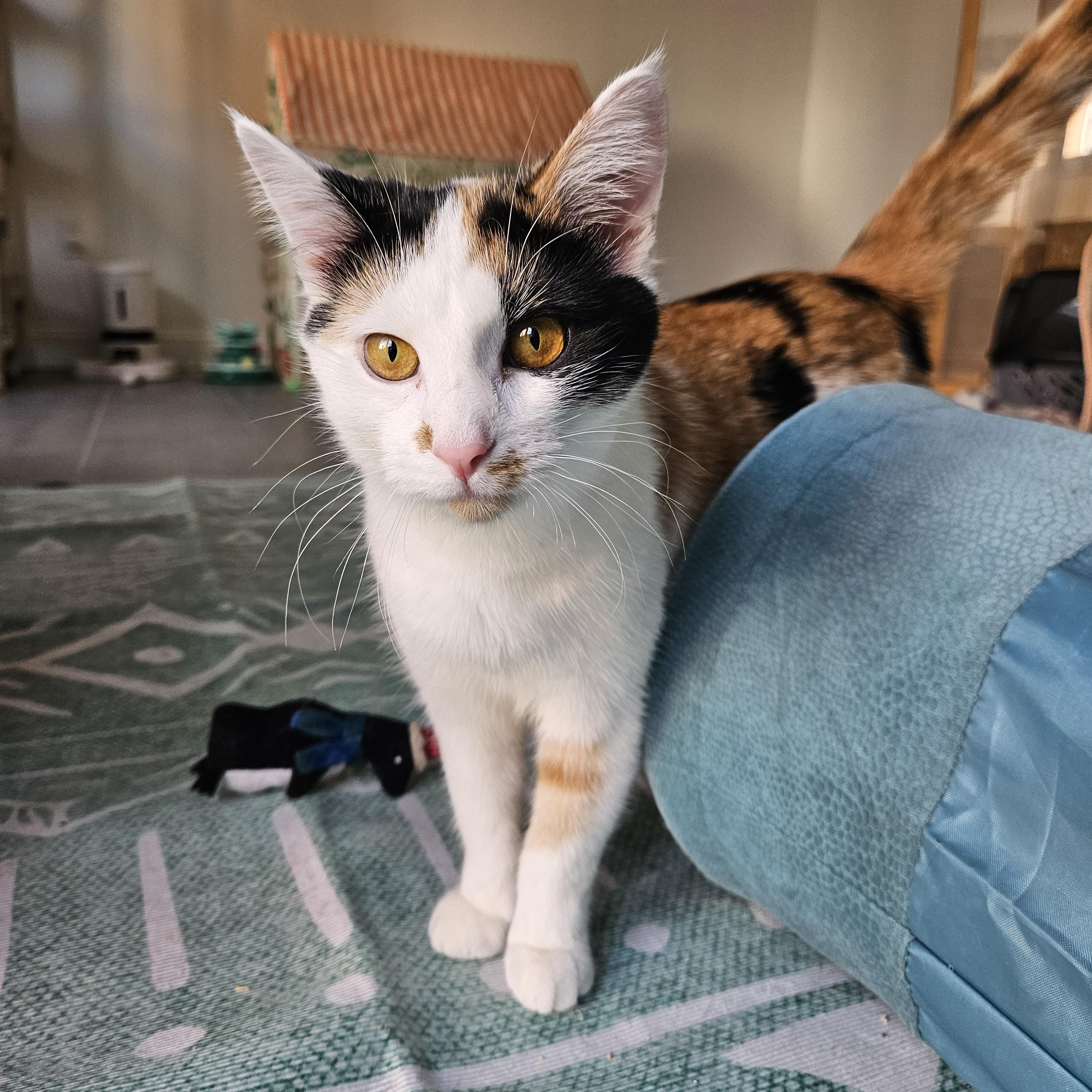 Olive, Adoptable, Kitten Female Domestic Short Hair.