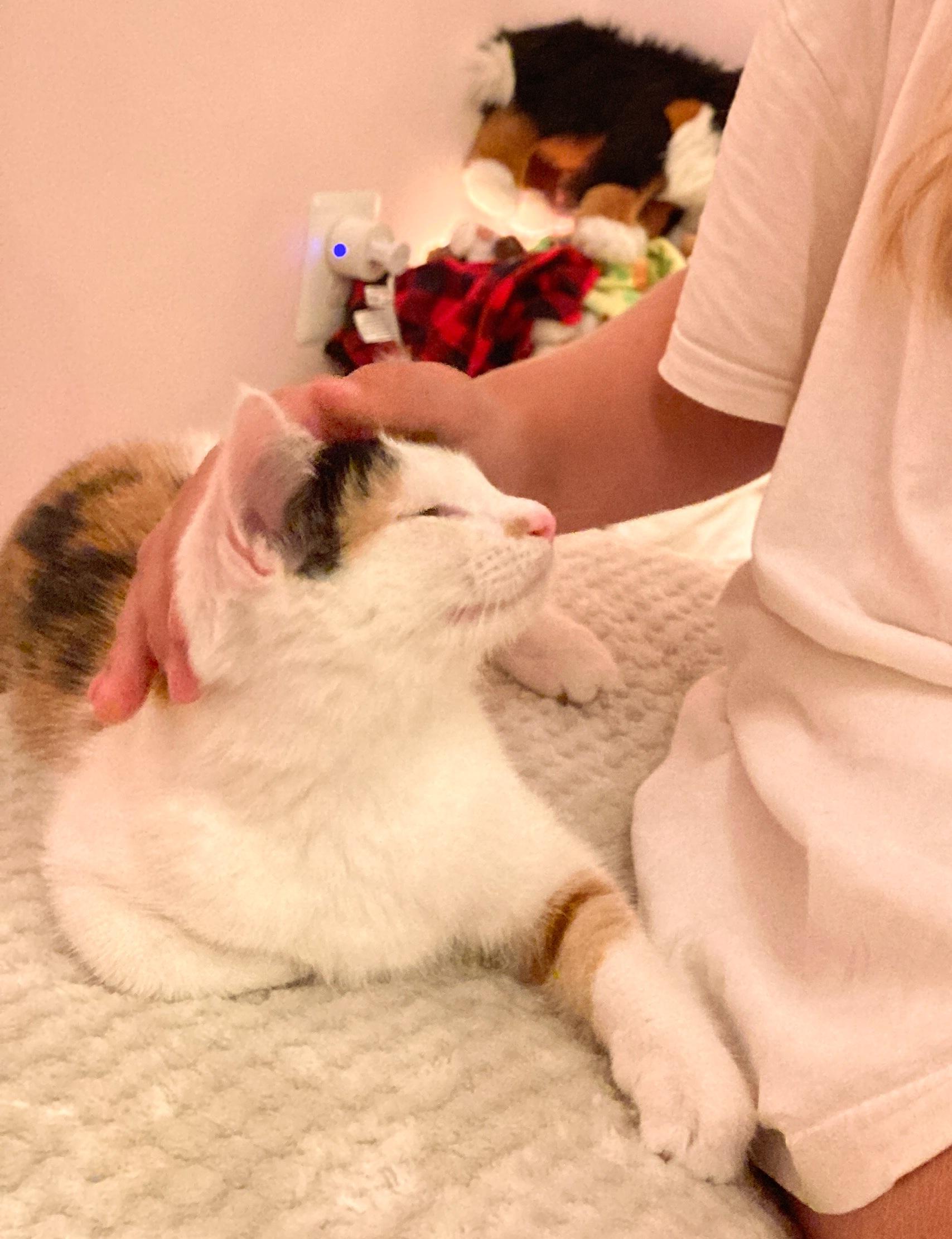 Enlarge Olive, a Adoptable Domestic Short Hair in Alexandria, VA image 5/6