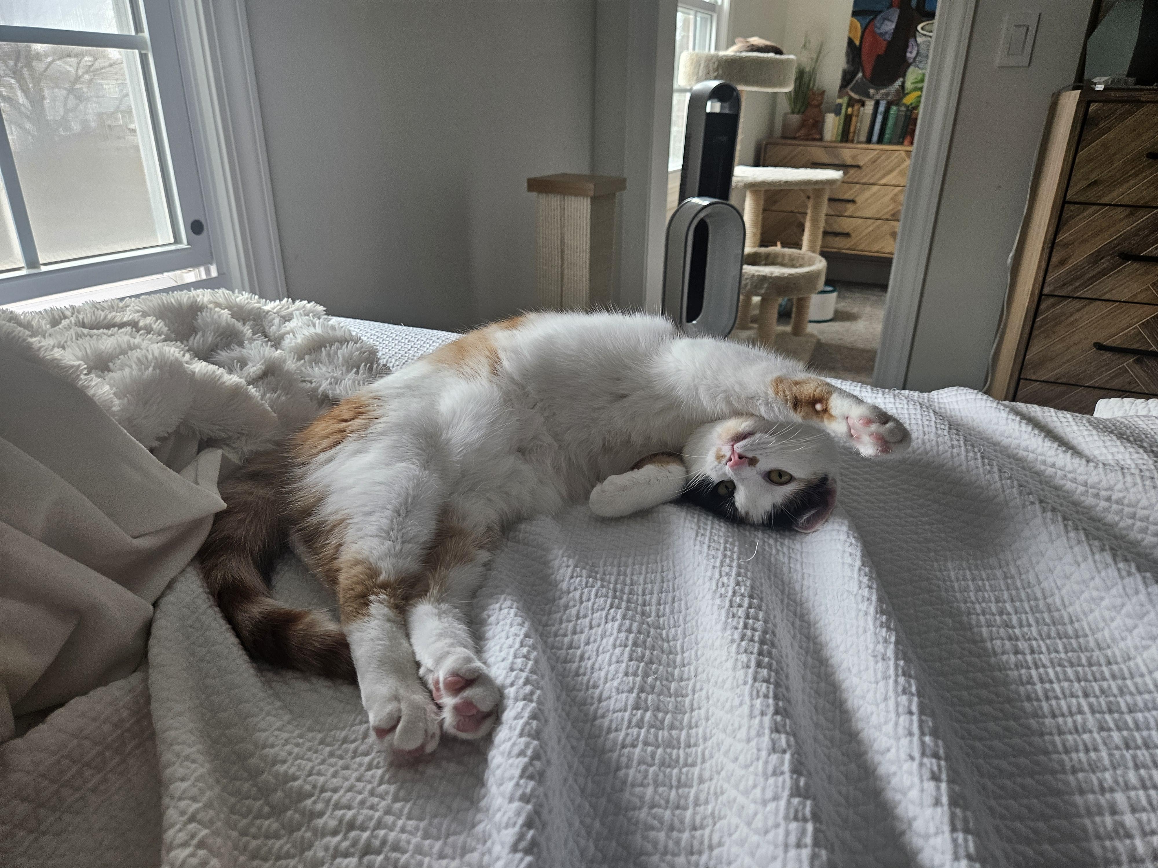 Enlarge Olive, an adoptable Domestic Short Hair in Alexandria, VA image 6/6