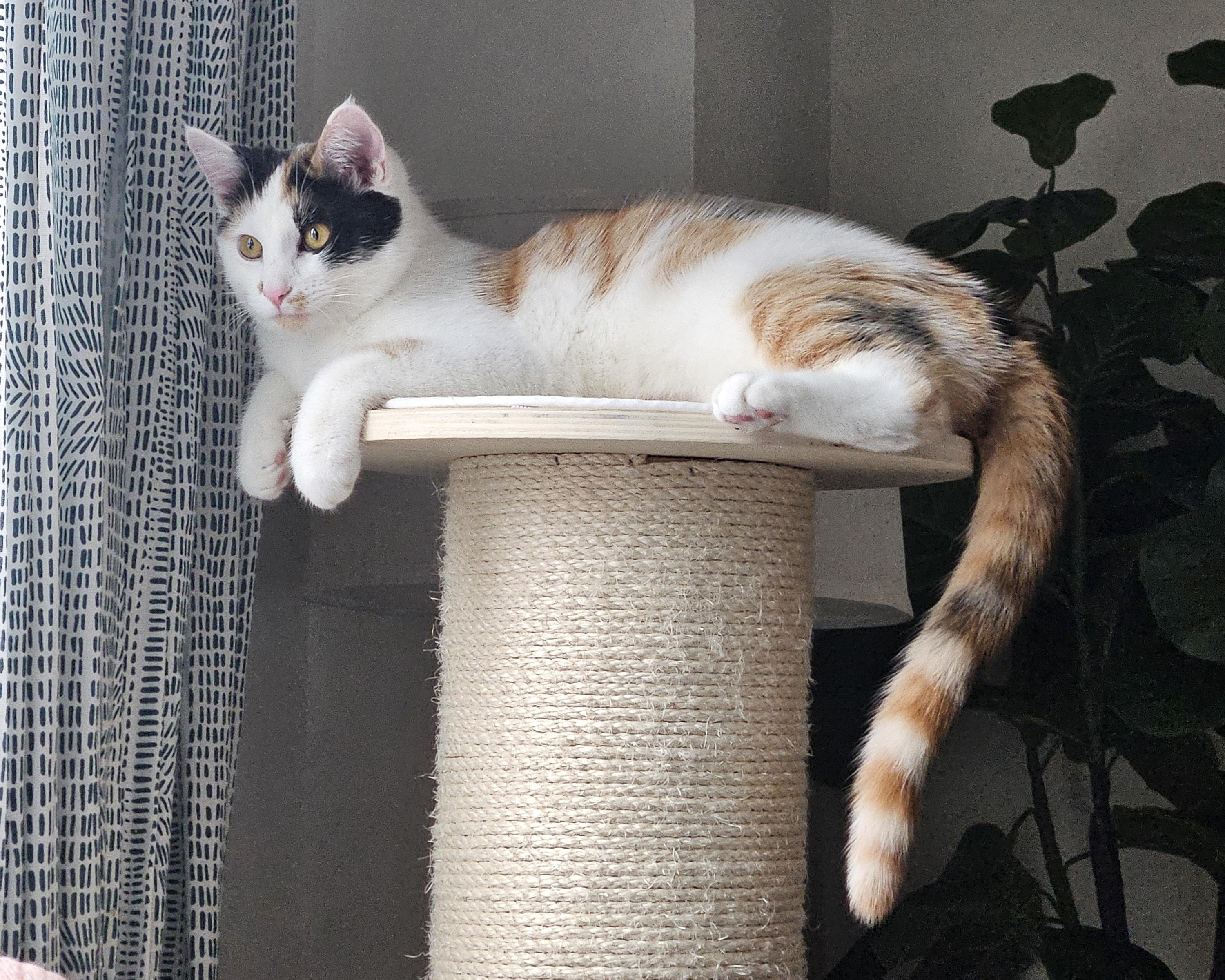 Enlarge Olive, a Adoptable Domestic Short Hair in Alexandria, VA image 6/6