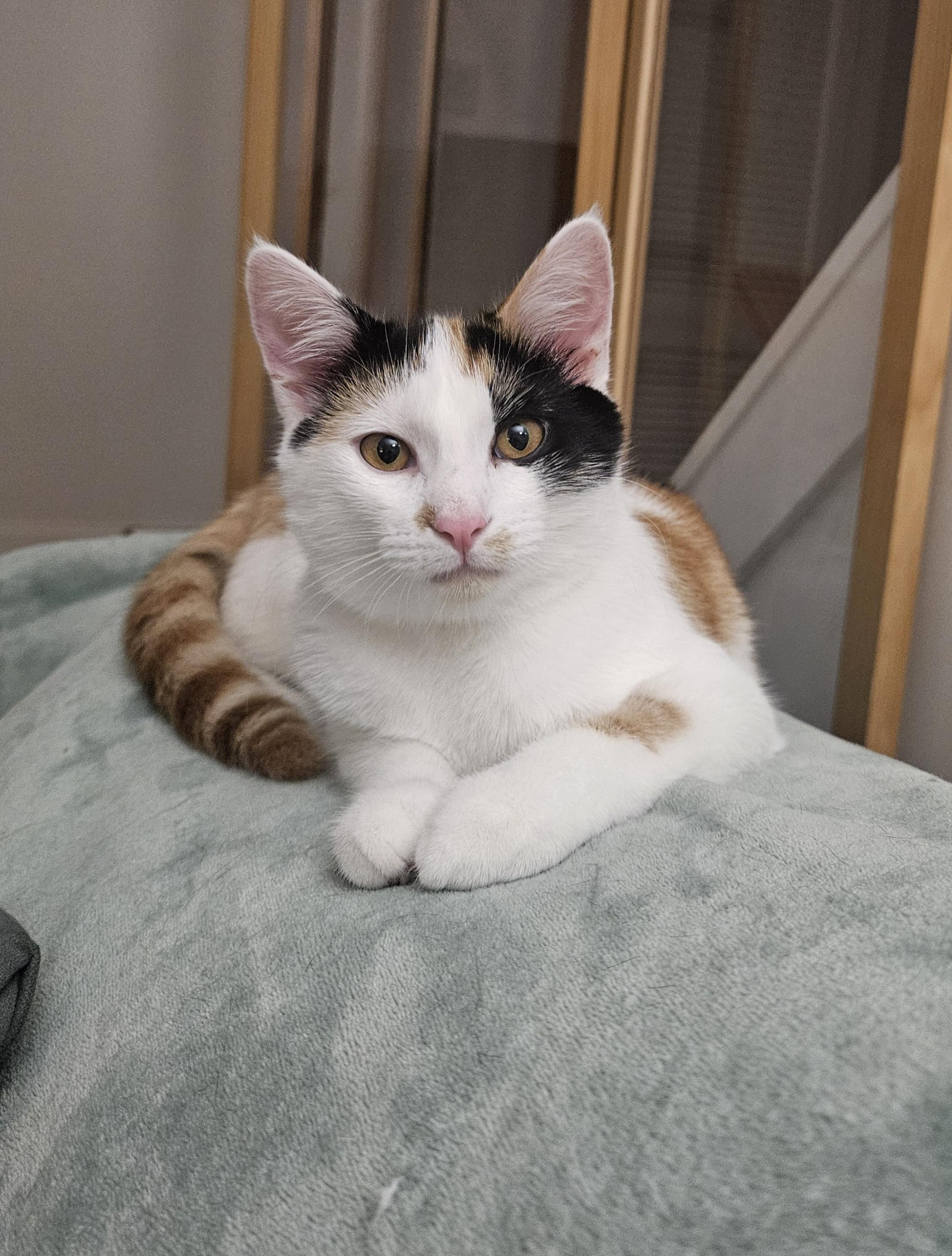 Enlarge Olive, a Adoptable Domestic Short Hair in Alexandria, VA image 4/6