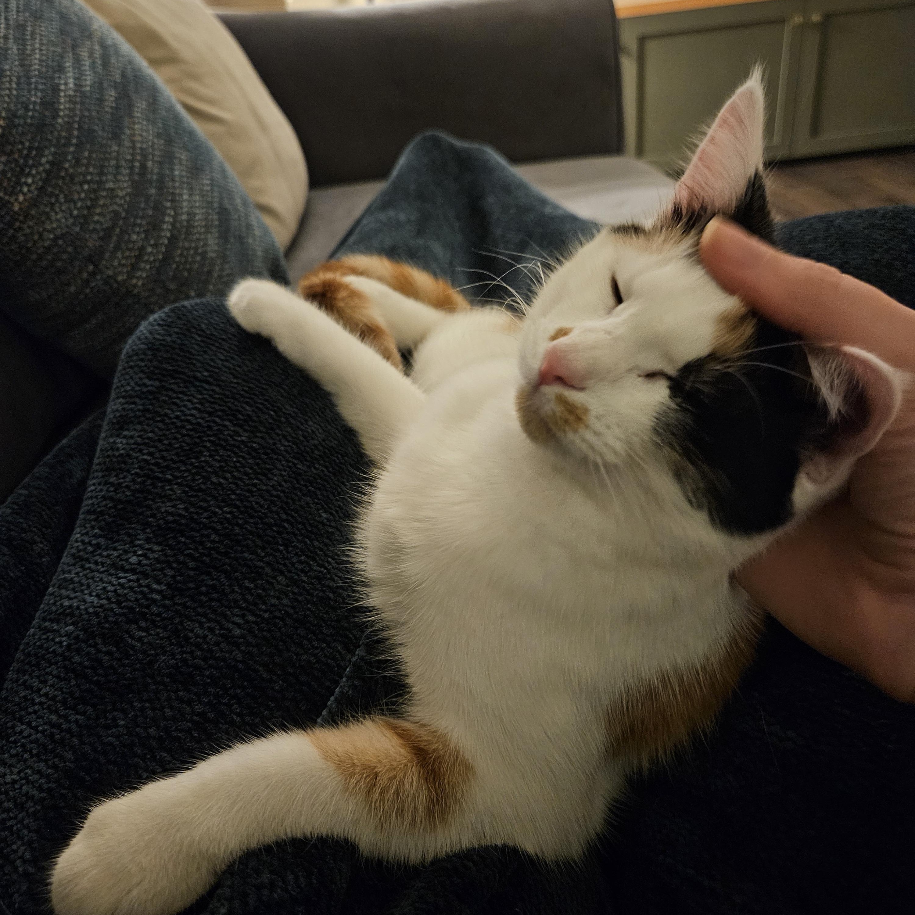 Enlarge Olive, a Adoptable Domestic Short Hair in Alexandria, VA image 2/6