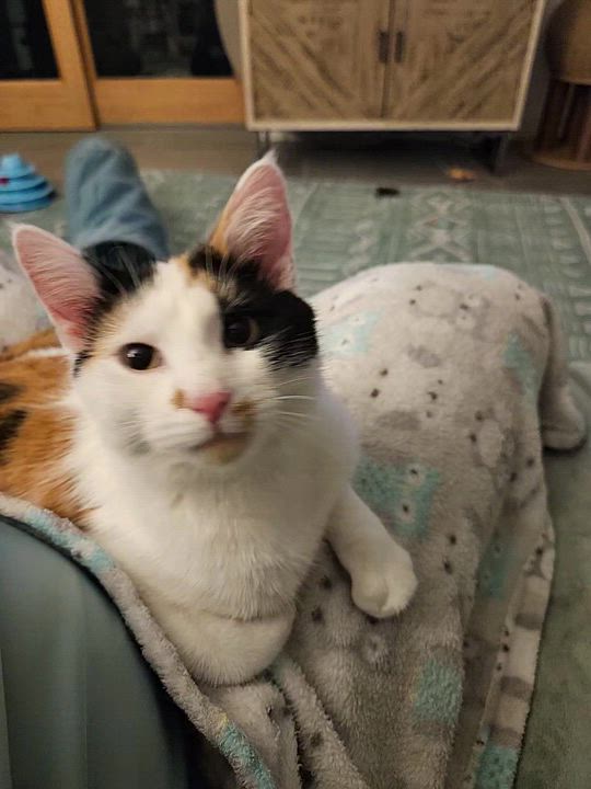 Enlarge Olive, a Adoptable Domestic Short Hair in Alexandria, VA video 2/6