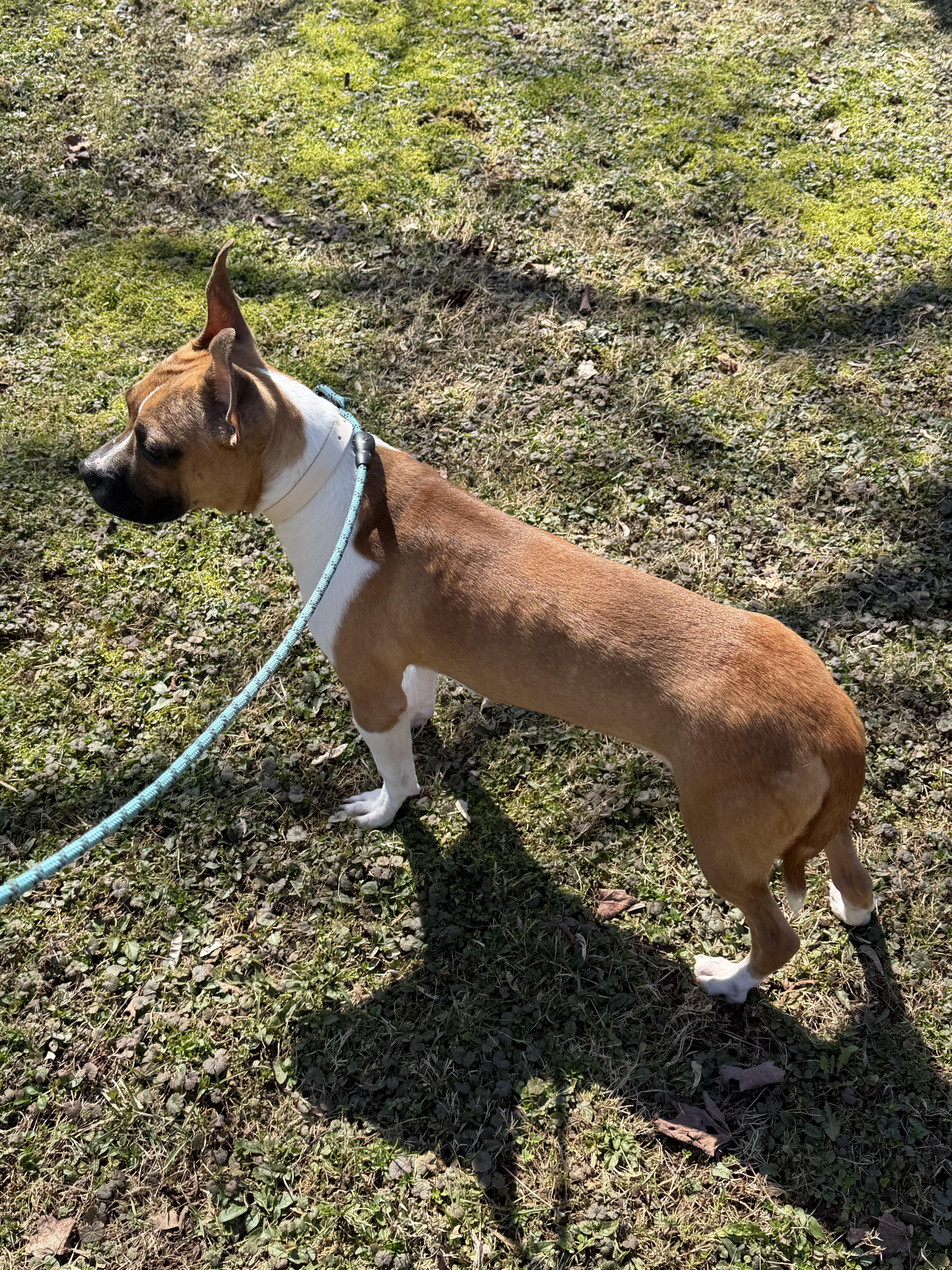 Enlarge Milton, a Adoptable mixed breed in Frankfort, NY image 1/6