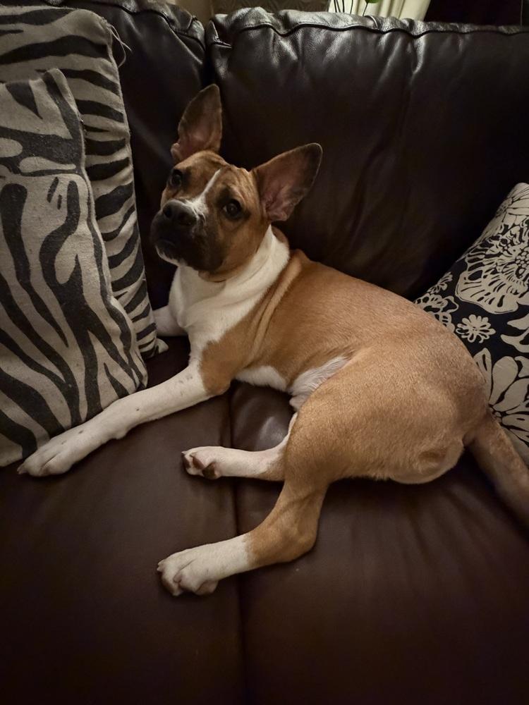Milton, a Adoptable mixed breed in Frankfort, NY image 2/6