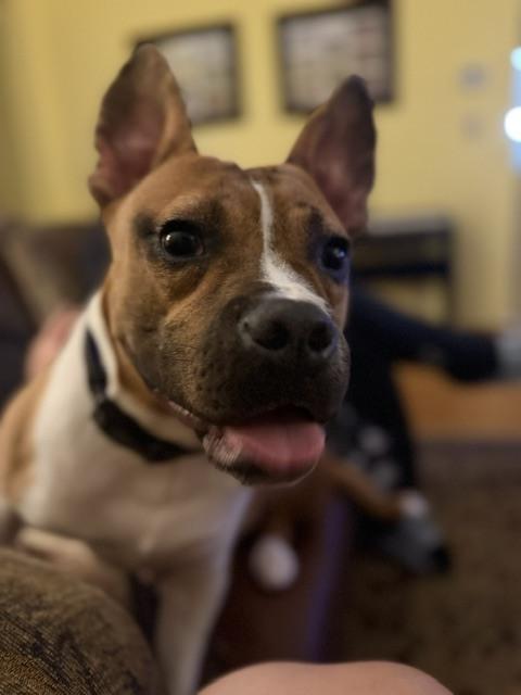 Milton, a Adoptable mixed breed in Frankfort, NY image 3/6