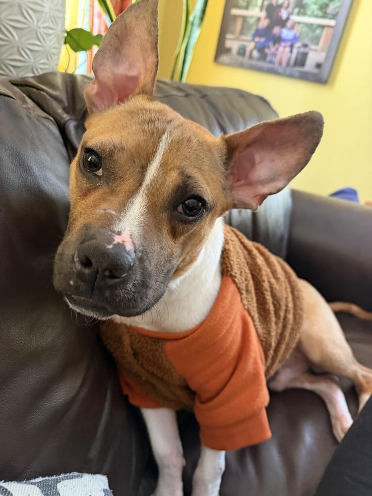Enlarge Milton, a Adoptable mixed breed in Frankfort, NY image 2/6