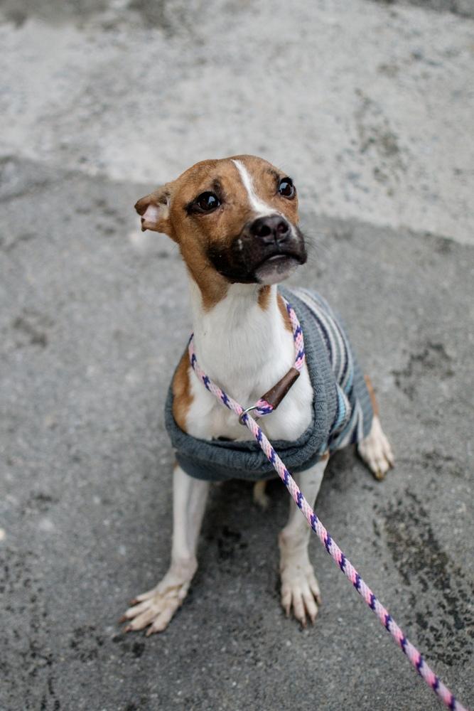 Milton, Adoptable, Young Male Pit Bull Terrier.