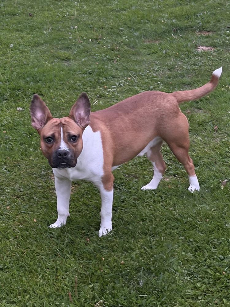 Milton, a Adoptable mixed breed in Frankfort, NY image 5/6