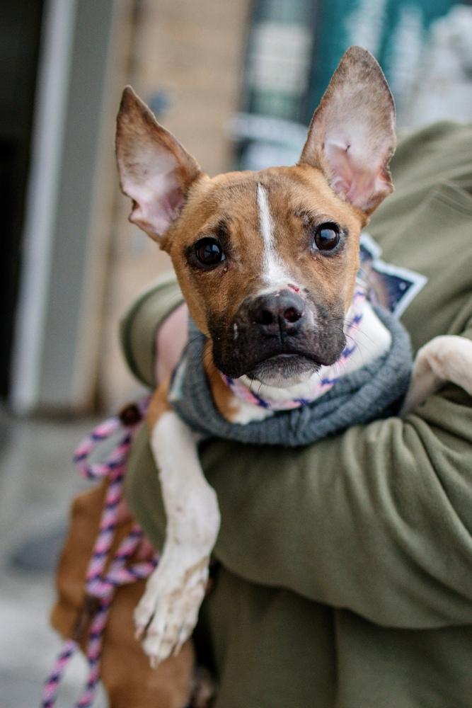 Enlarge Milton, a Adoptable mixed breed in Frankfort, NY image 2/3